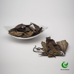 Thé blanc Fine Tea Cup